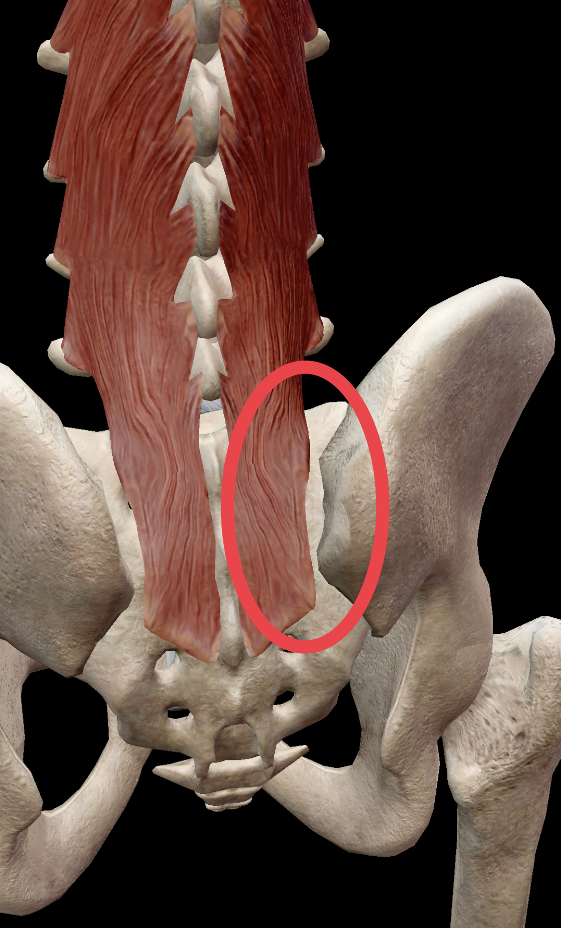 多裂筋の解剖学・機能・ストレッチ【腰痛&股関節の詰まりを一撃で解消!!】 キクティー学長|トレーニング×解剖学